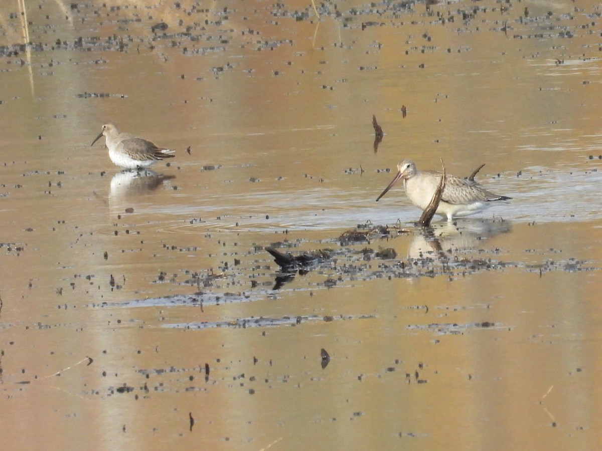 Dunlin - ML643903716