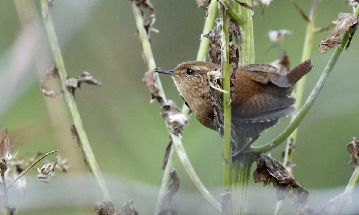 Winter Wren - ML643903719