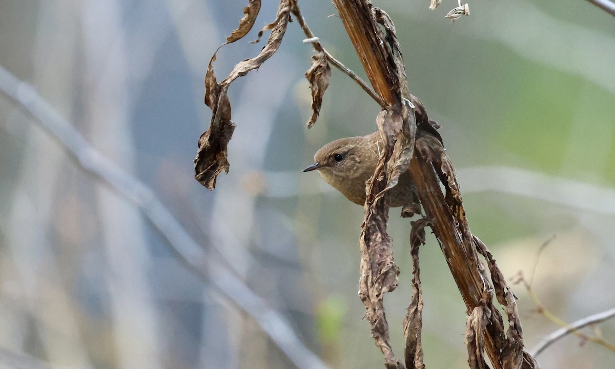 Winter Wren - ML643903720