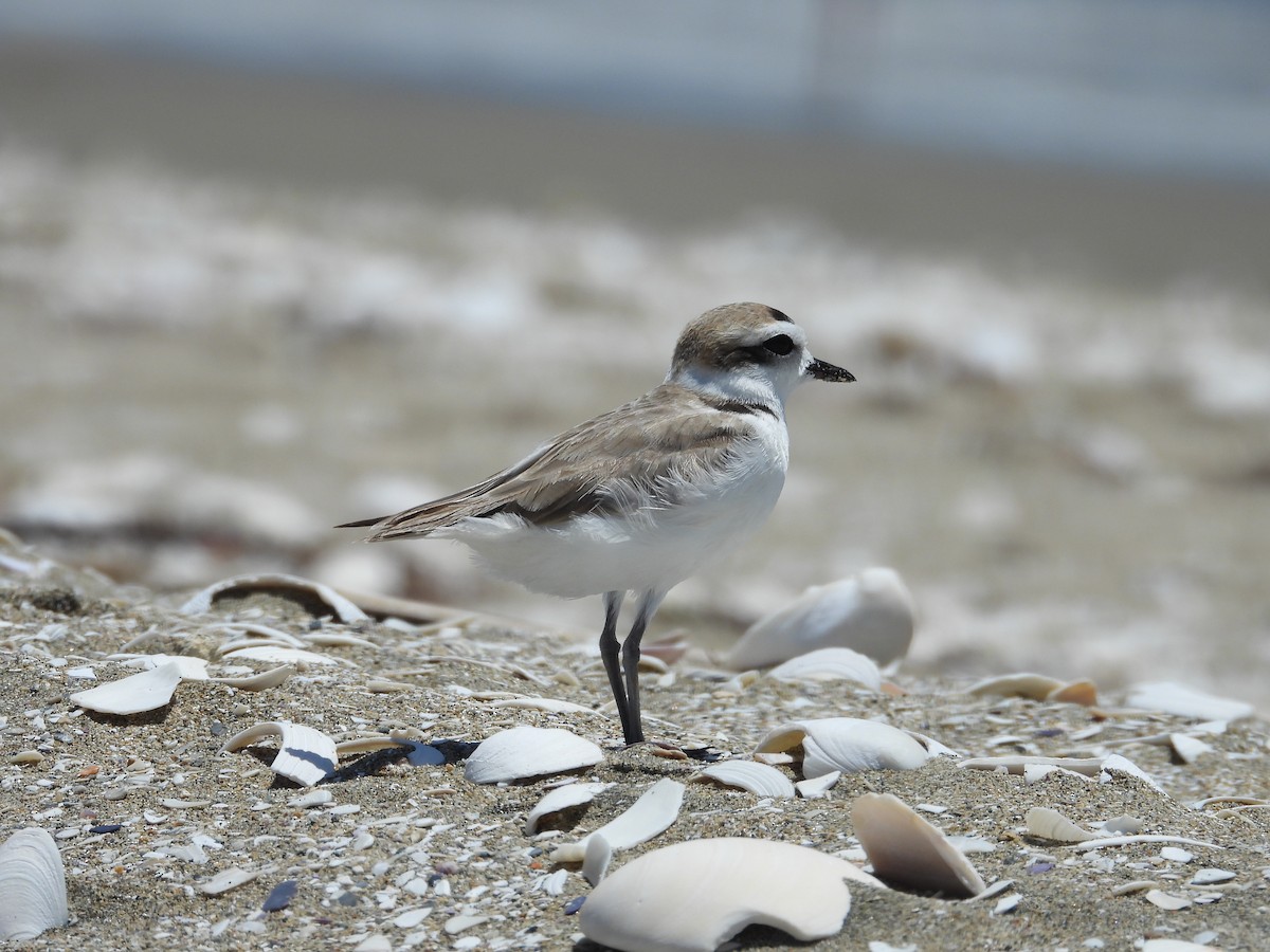 Snowy Plover - ML643903722