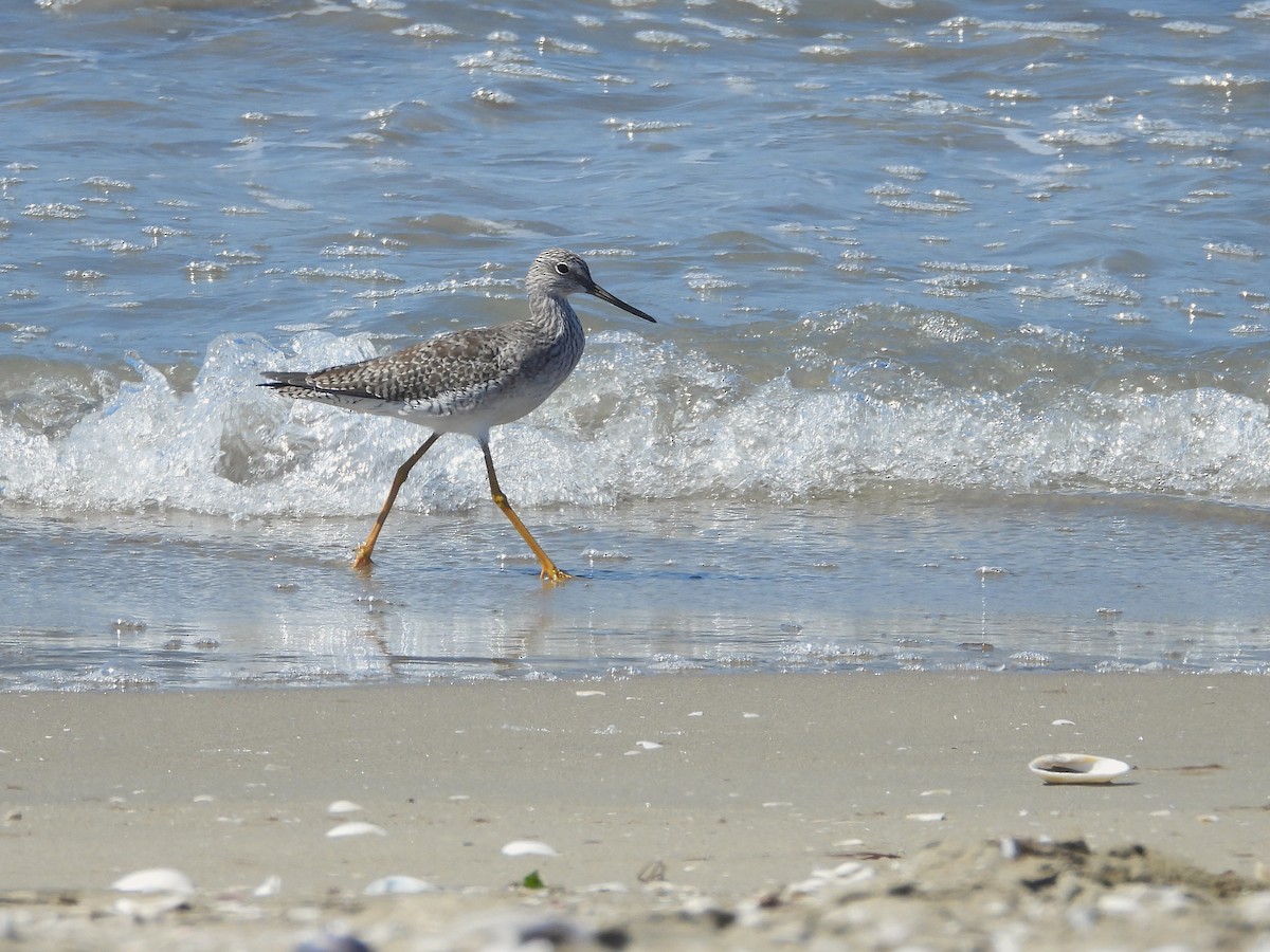 Greater Yellowlegs - ML643903759