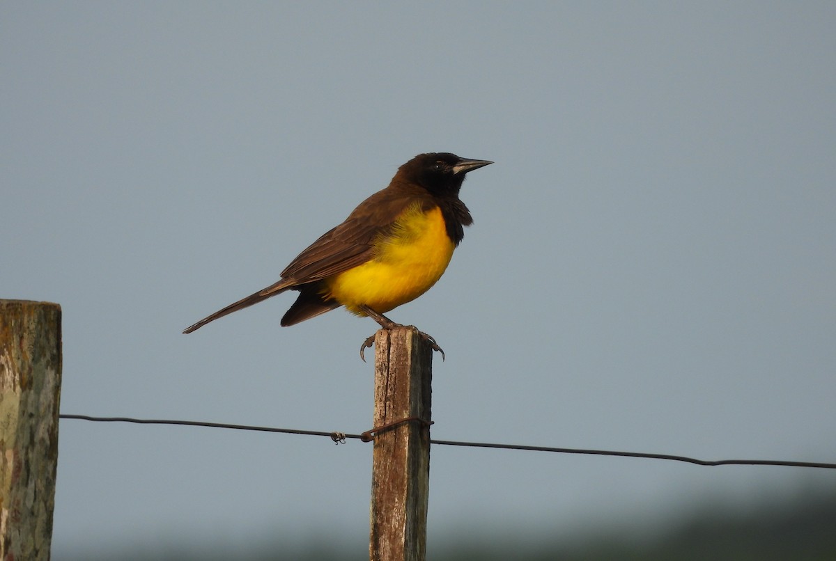 Yellow-rumped Marshbird - ML643903767