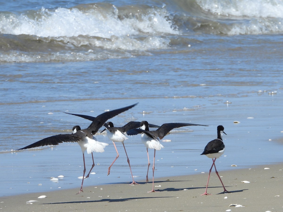 Black-necked Stilt - ML643903768