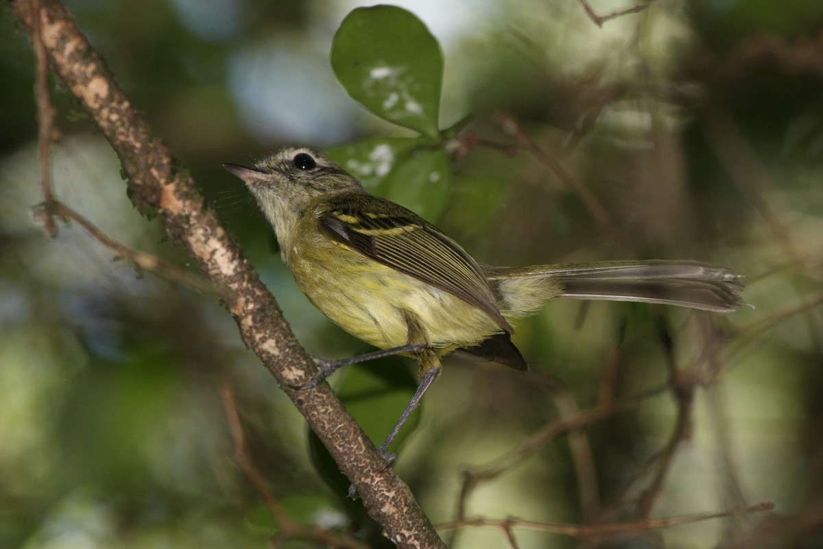 Mottle-cheeked Tyrannulet - ML643903773