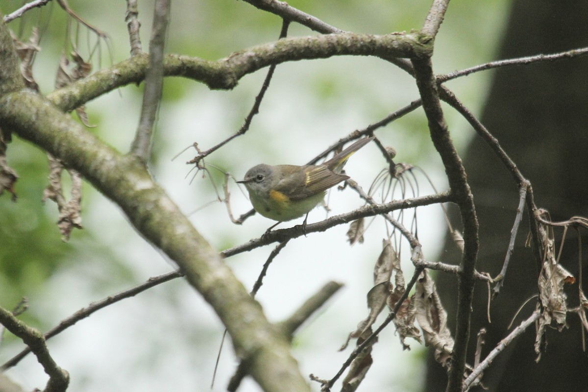 American Redstart - ML643903774