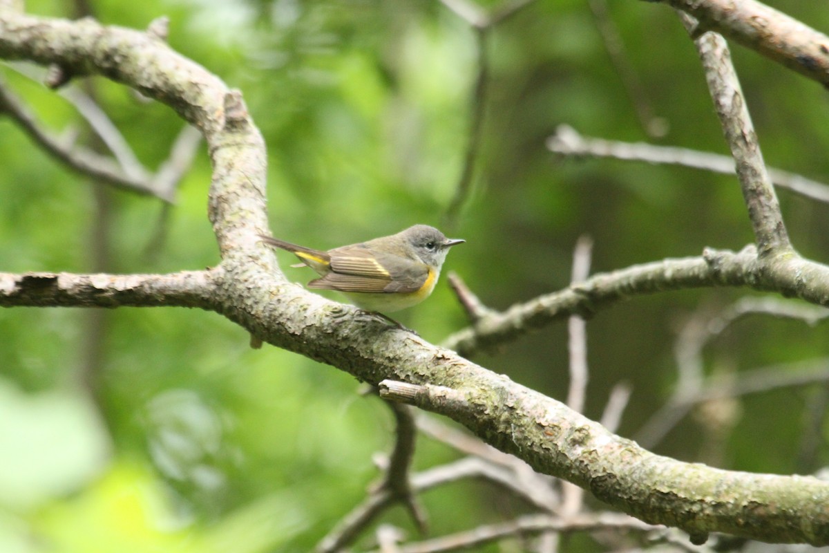 American Redstart - ML643903775