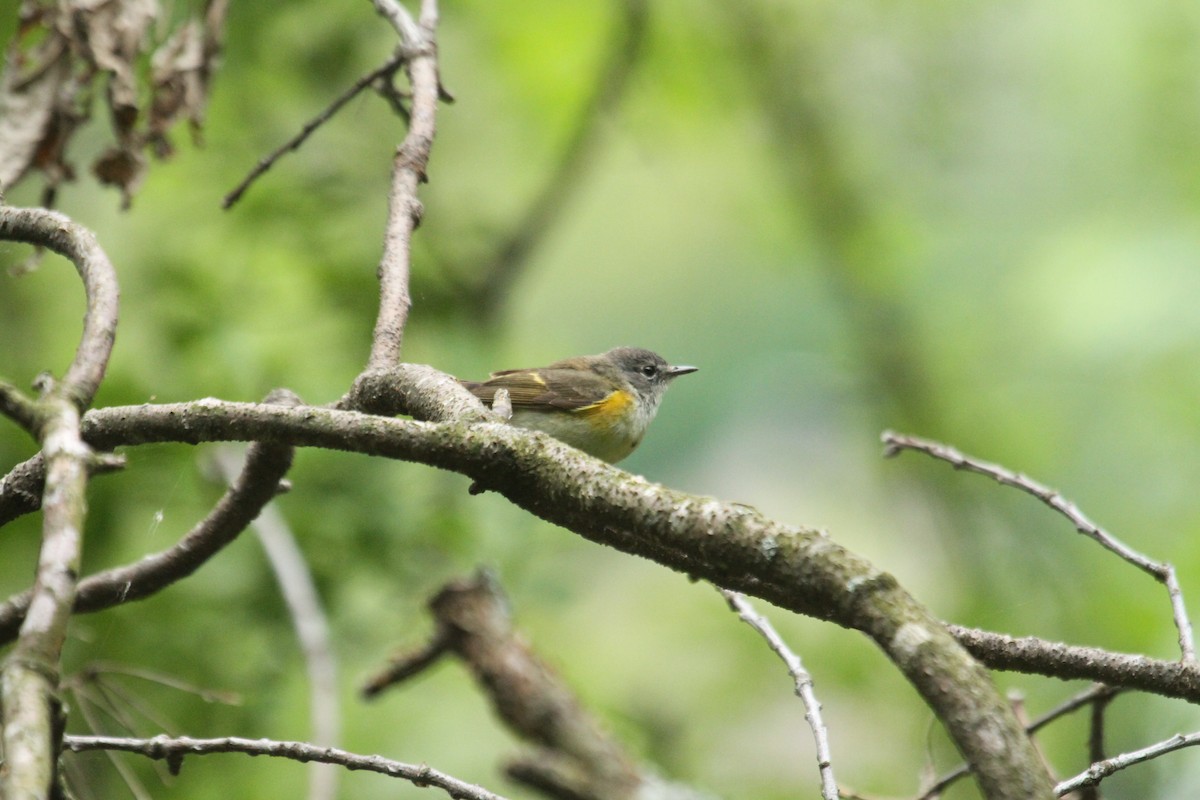 American Redstart - ML643903776