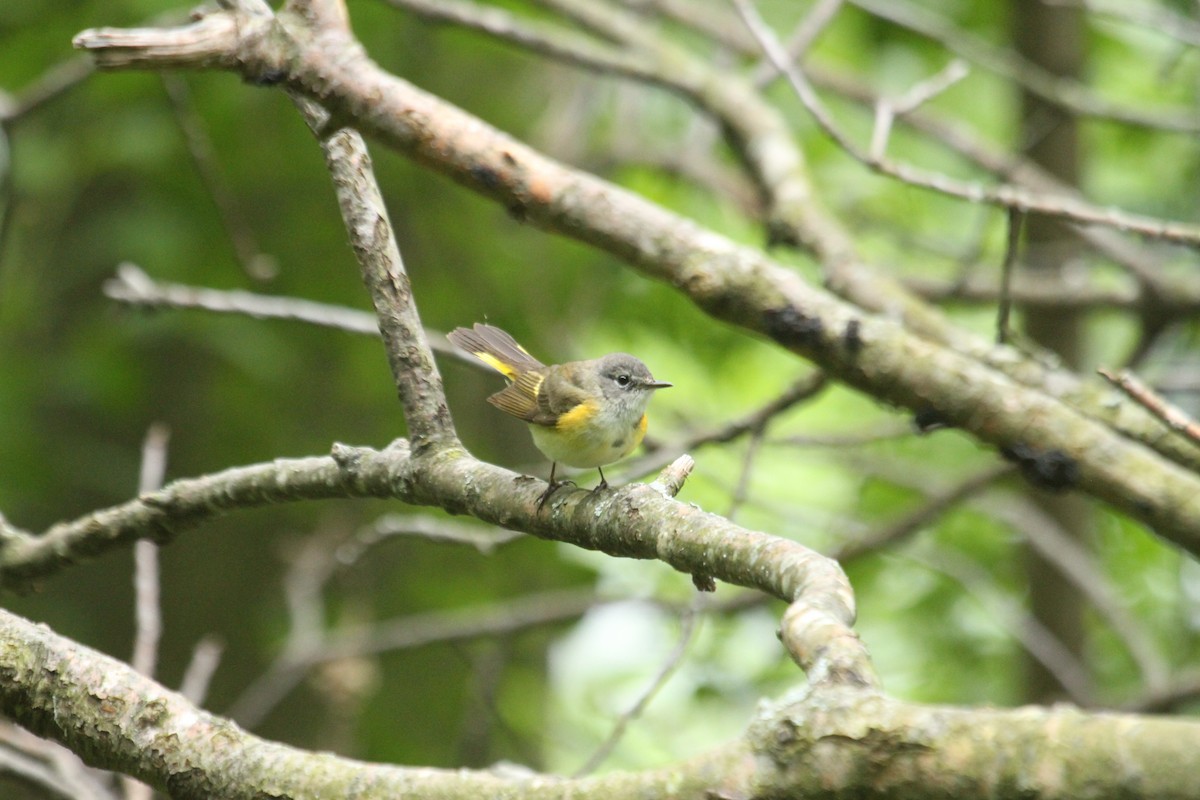 American Redstart - ML643903777