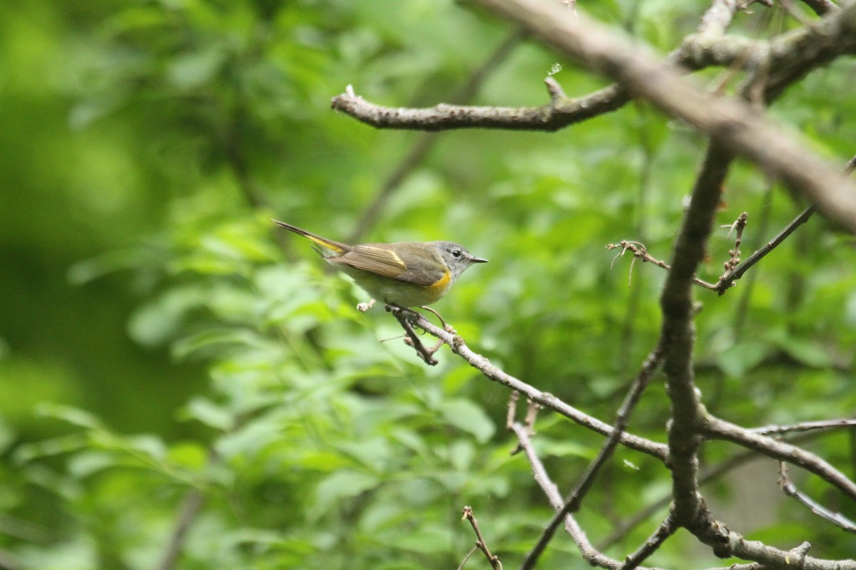 American Redstart - ML643903778