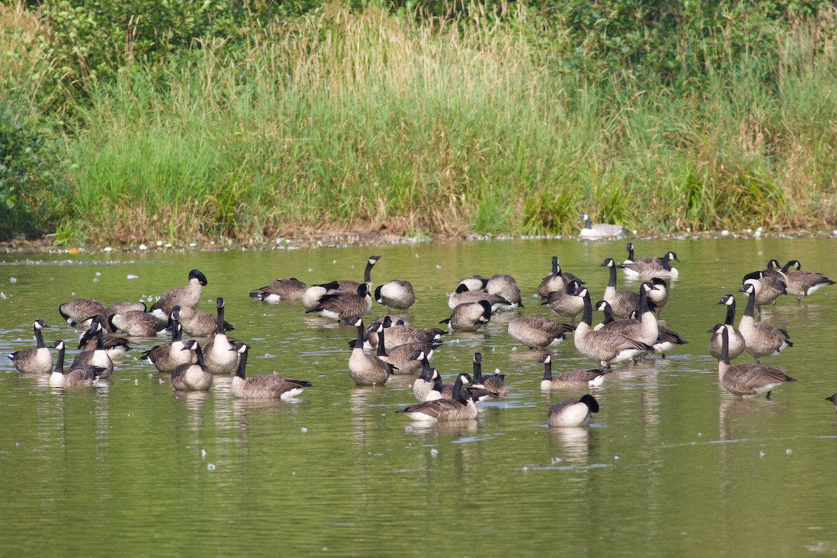 Canada Goose - ML643903779