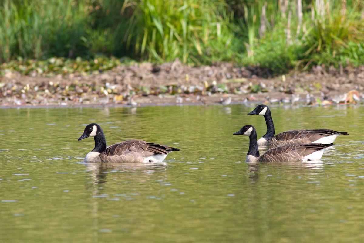 Canada Goose - ML643903780