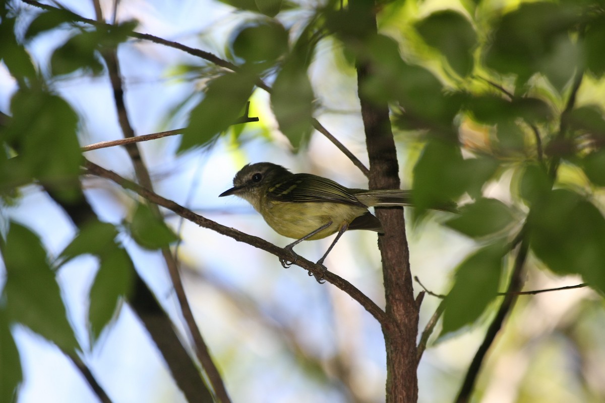 Mottle-cheeked Tyrannulet - ML643903782