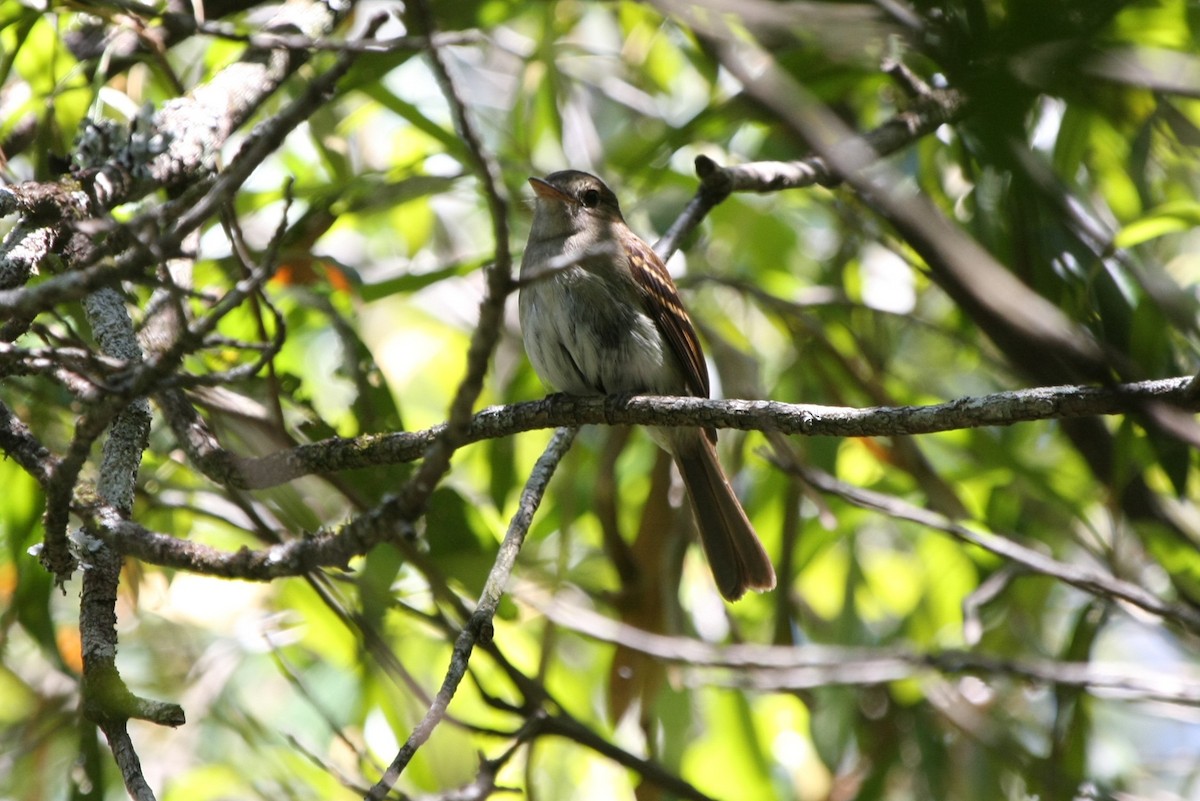 Euler's Flycatcher - ML643903796