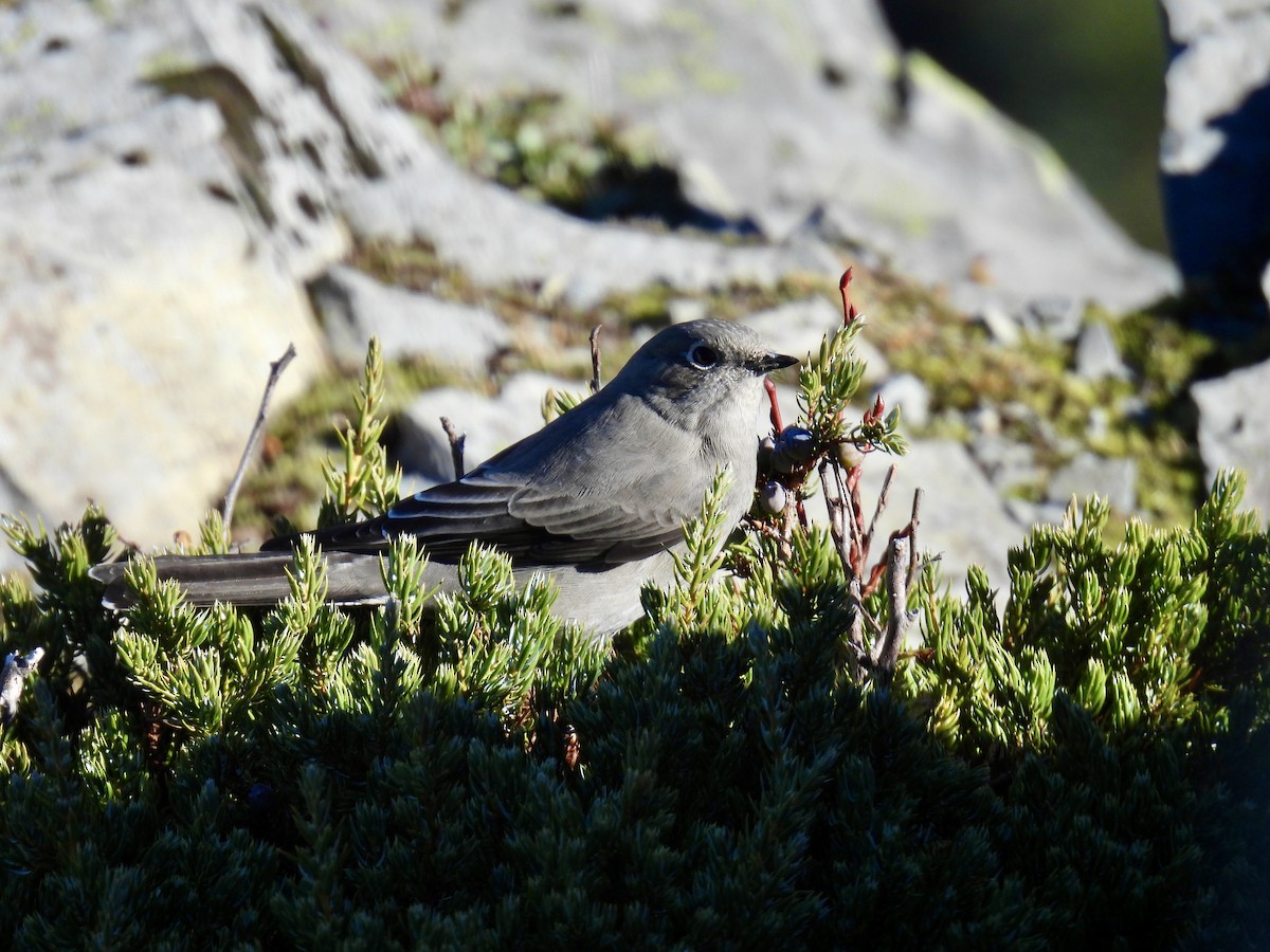 Townsend's Solitaire - ML643903803