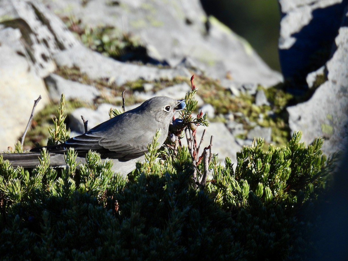 Townsend's Solitaire - ML643903804