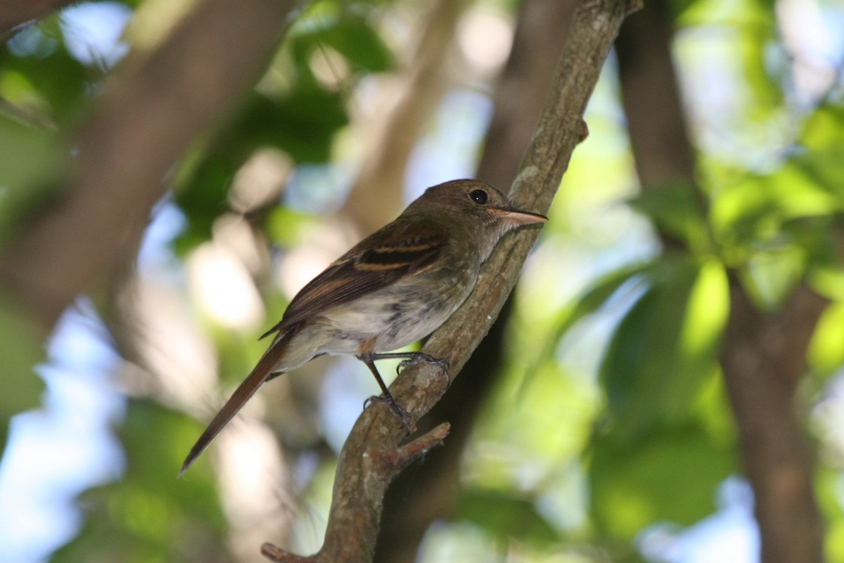 Euler's Flycatcher - ML643903809