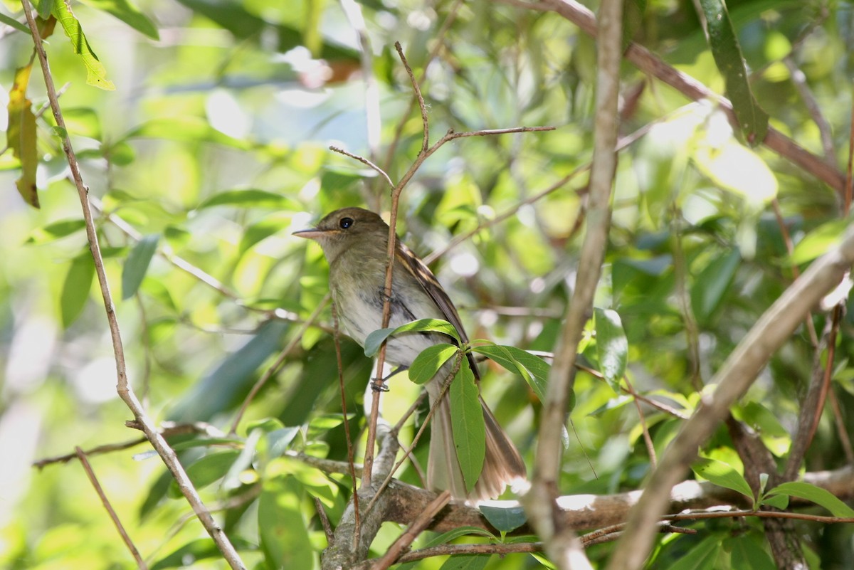 Euler's Flycatcher - ML643903816