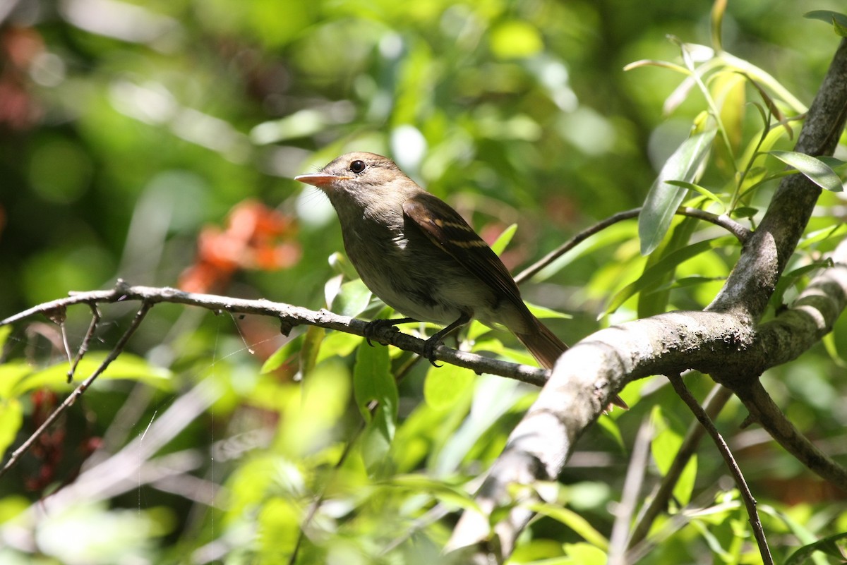 Euler's Flycatcher - ML643903825