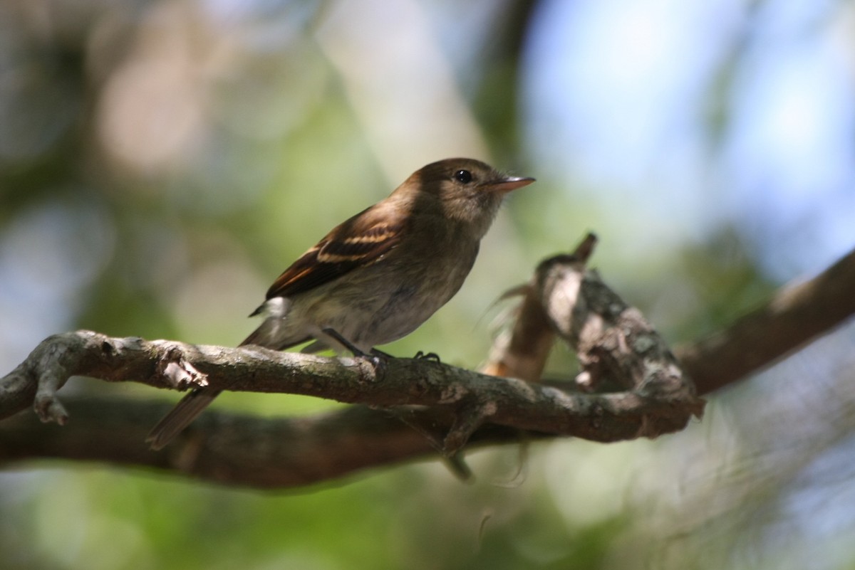 Euler's Flycatcher - ML643903828