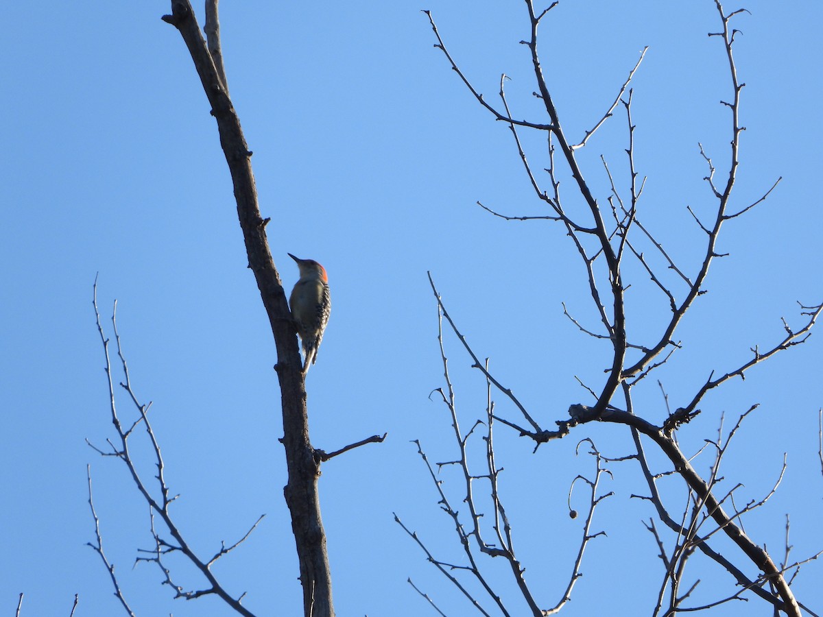 Red-bellied Woodpecker - ML643903831