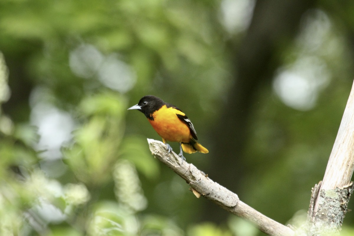 Baltimore Oriole - ML643903835
