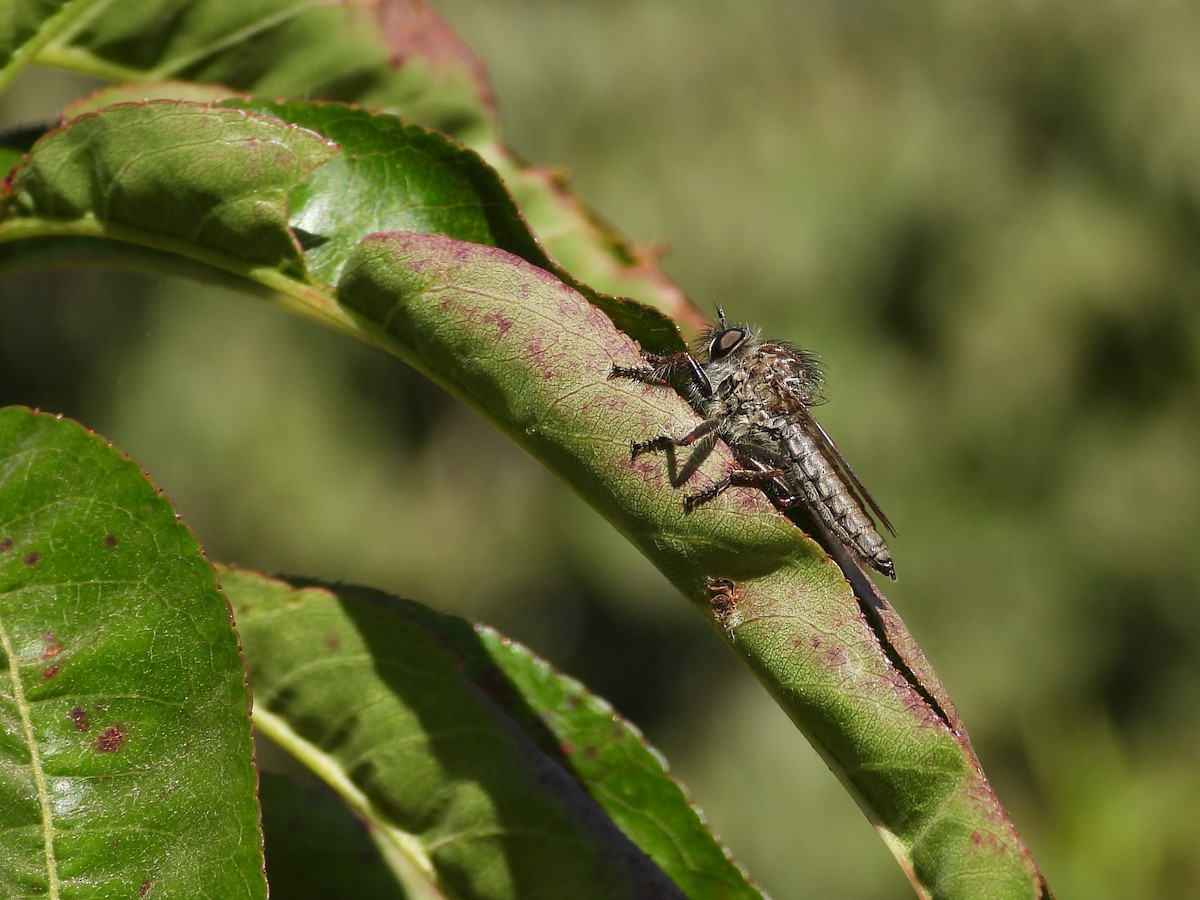 動物界 - ML643903880