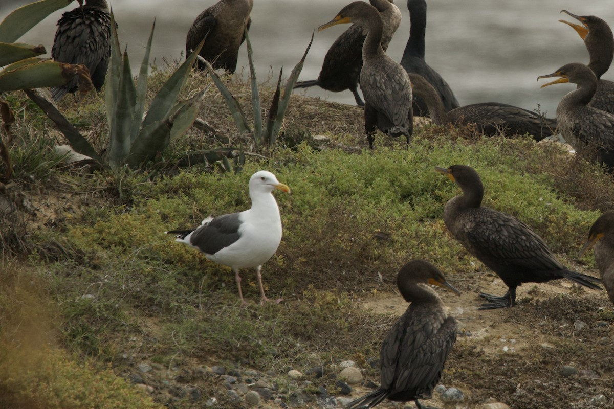 Western Gull - ML643903913