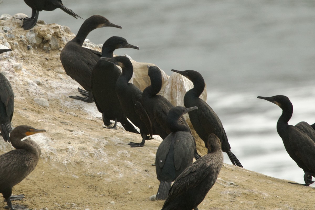Brandt's Cormorant - ML643903951