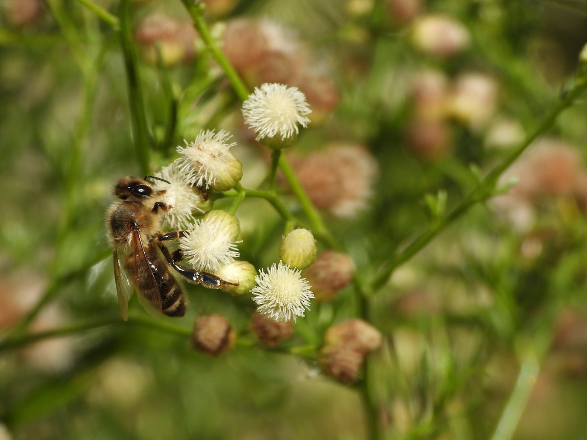 動物界 - ML643903952