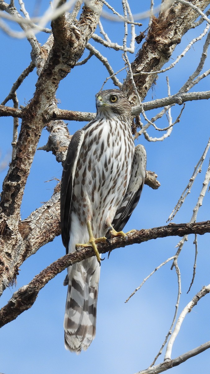 Cooper's Hawk - ML643903964