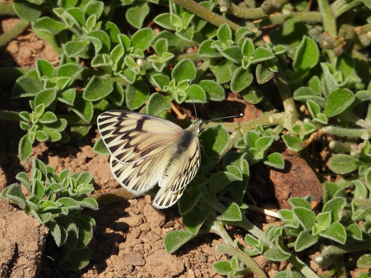 動物界 - ML643903967