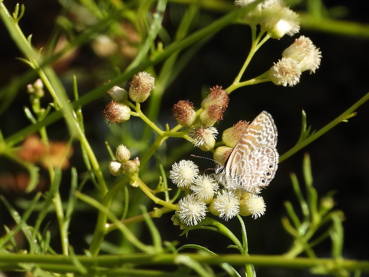 動物界 - ML643903968