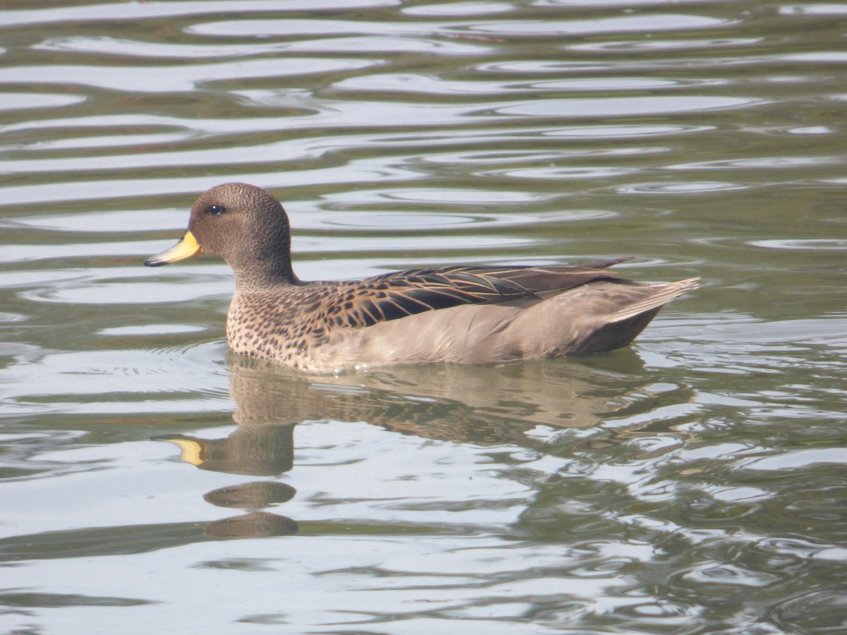 Yellow-billed Teal - ML643903975