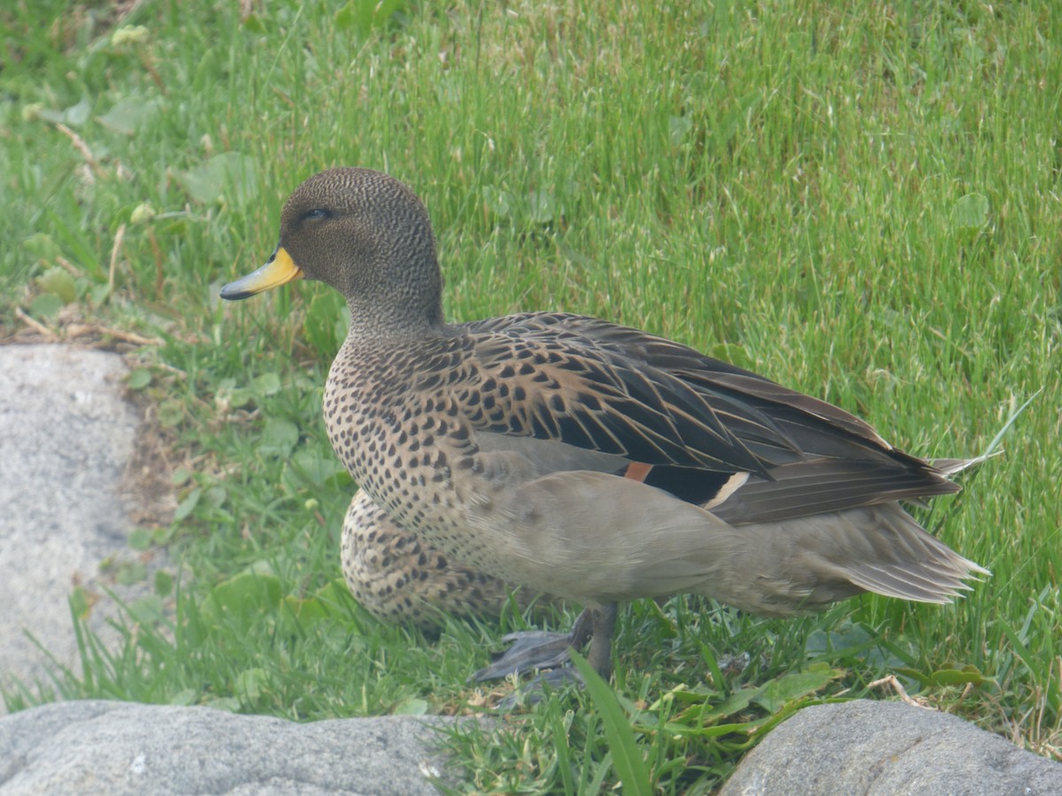 Yellow-billed Teal - ML643903985