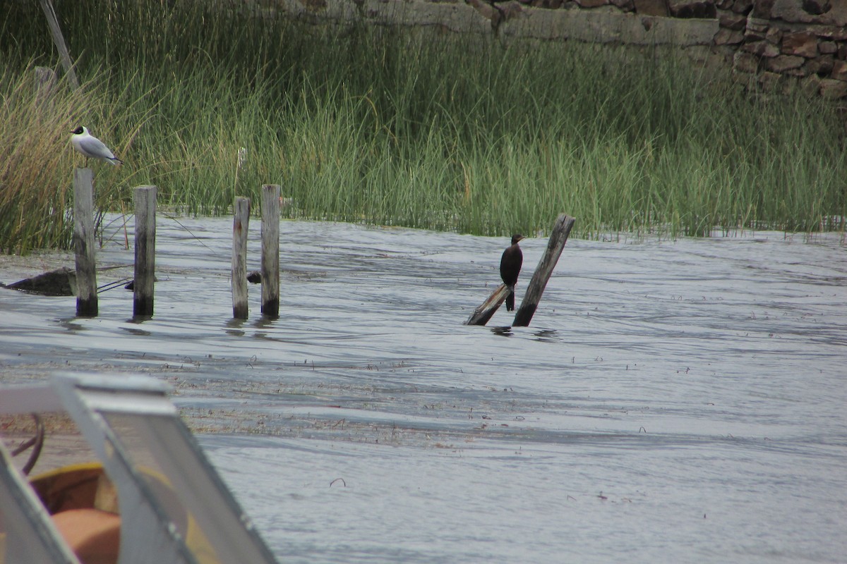 Cormoran vigua - ML643903993