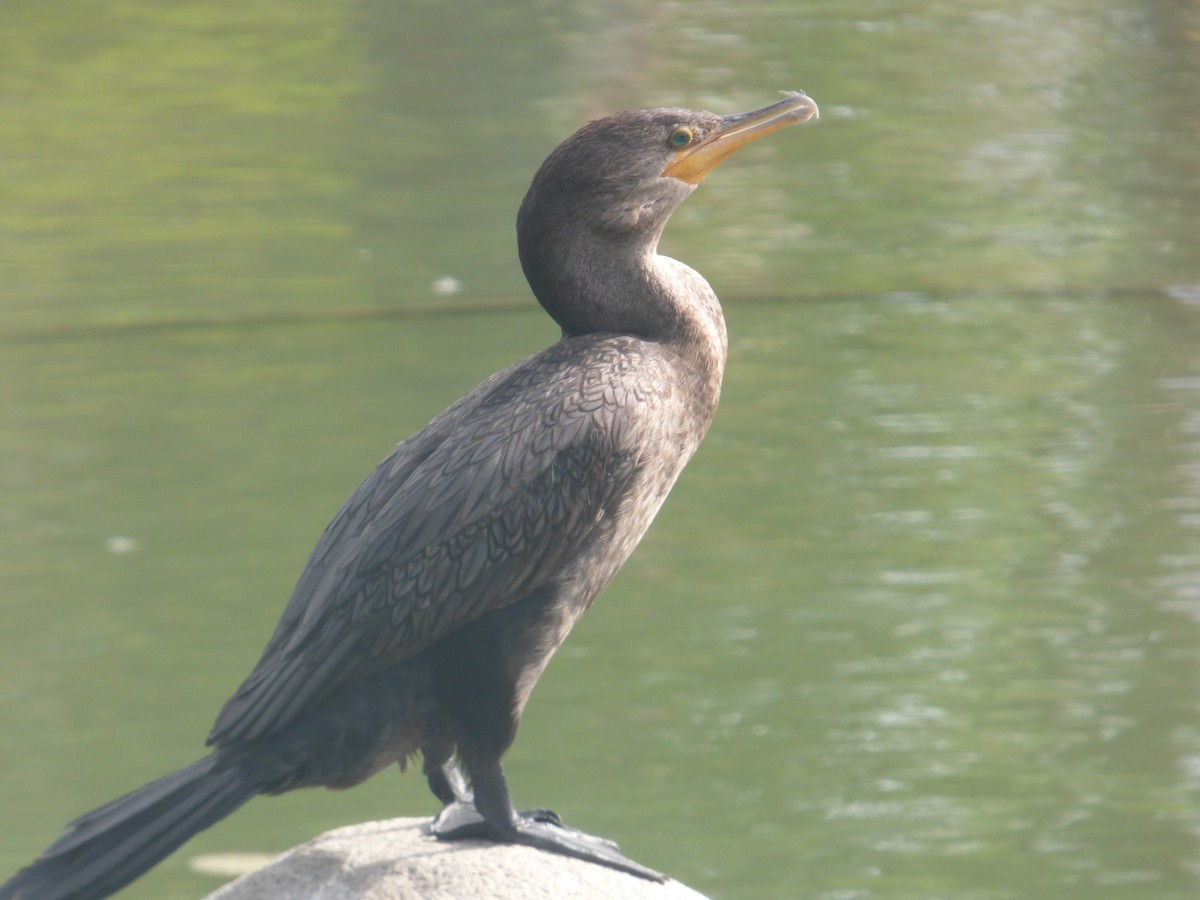 Cormoran vigua - ML643904000