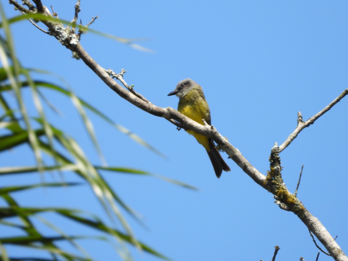 Tropical Kingbird - ML643904027
