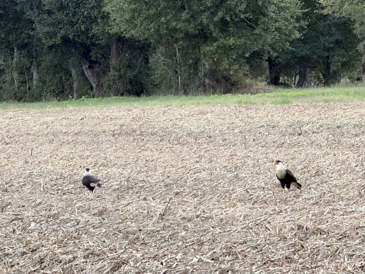 Crested Caracara - ML643904037