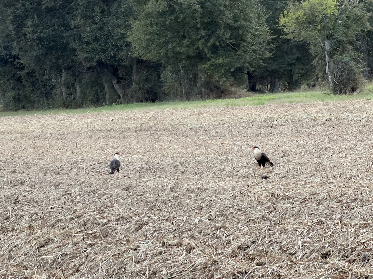 Crested Caracara - ML643904038