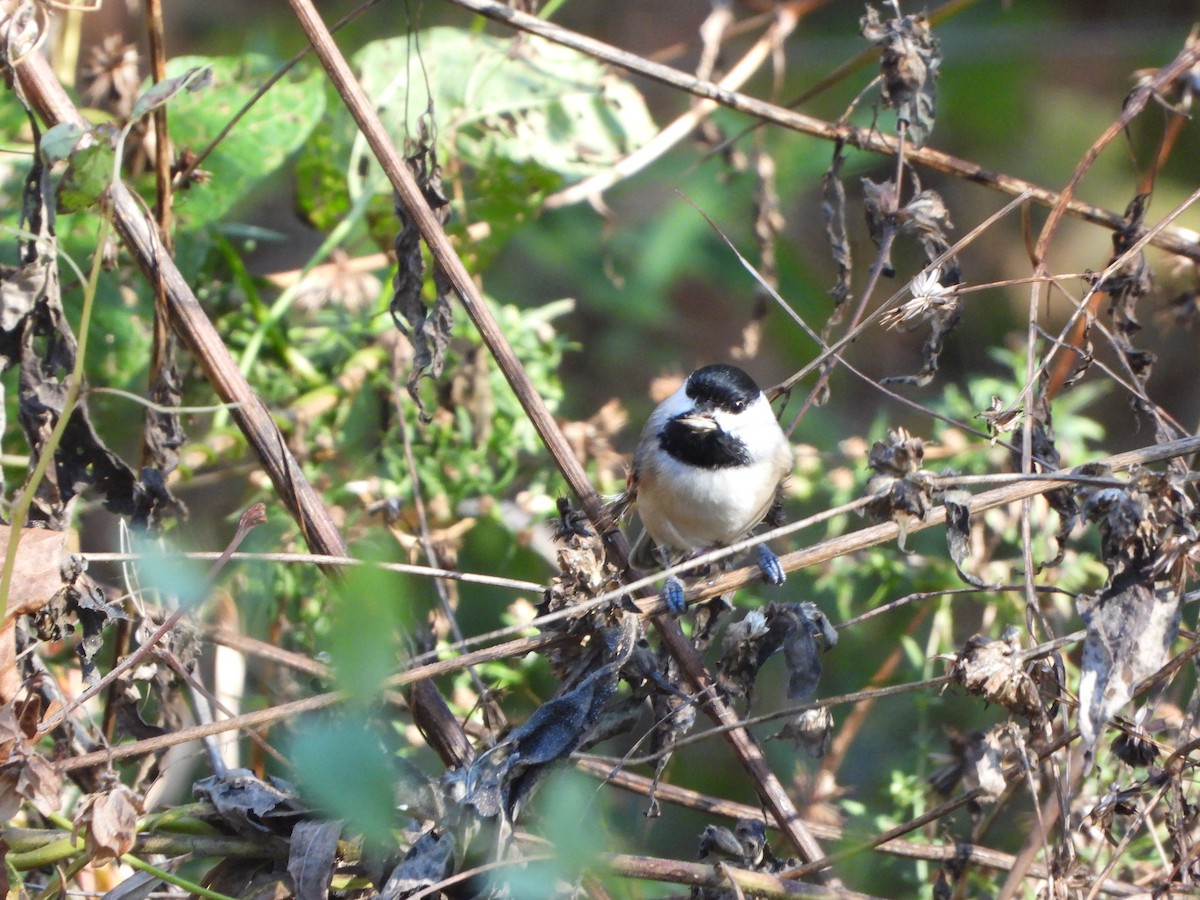 Carolina Chickadee - ML643904063