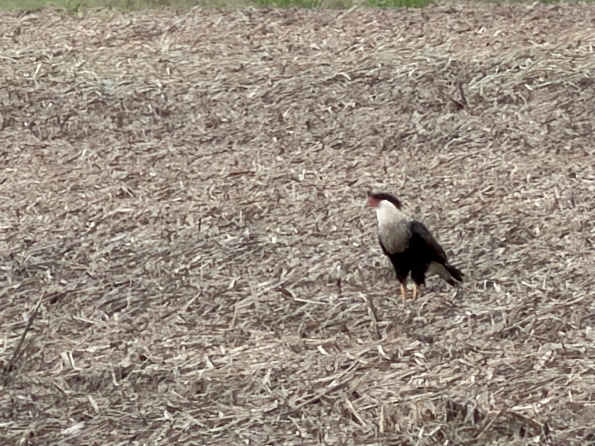 Crested Caracara - ML643904069