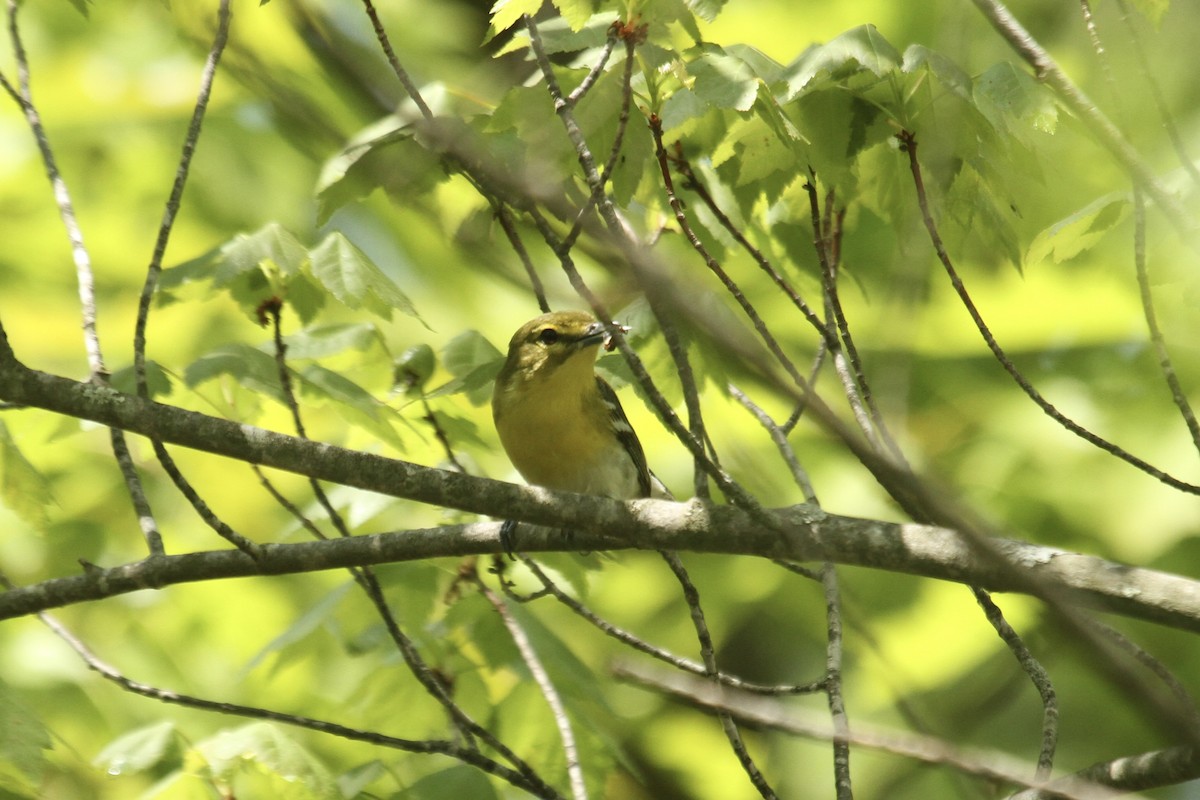 Yellow-throated Vireo - ML643904086