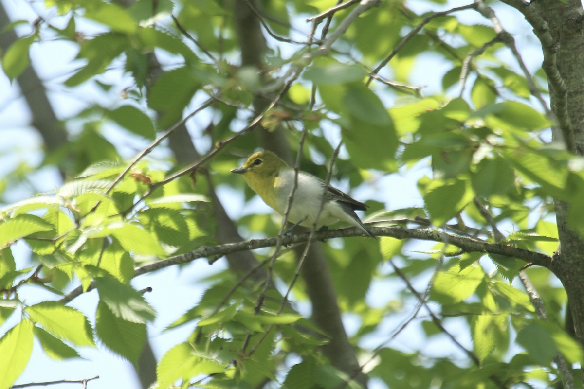 Yellow-throated Vireo - ML643904087