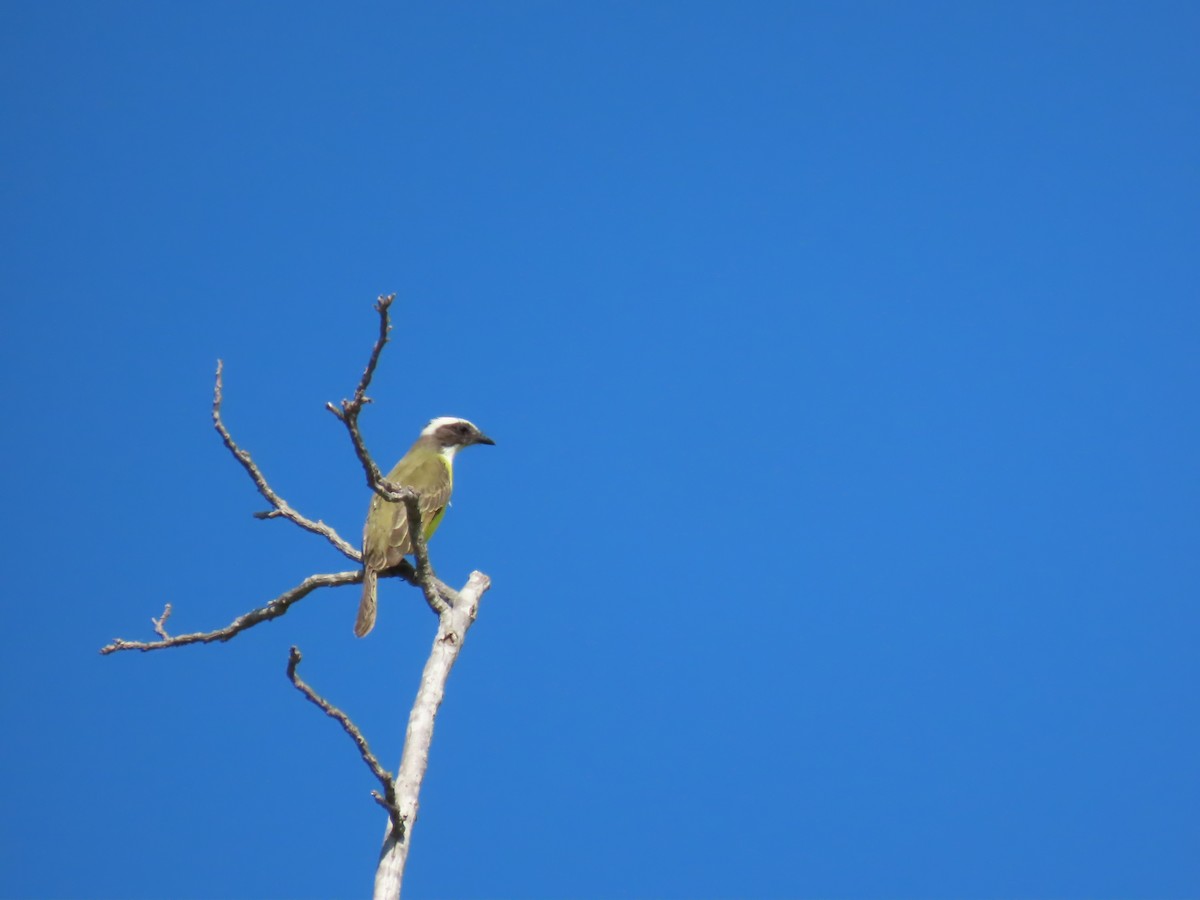 Social Flycatcher - ML643904093