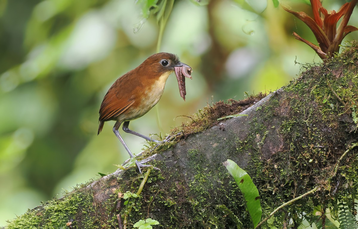 キムネクリセジアリドリ - ML643904096