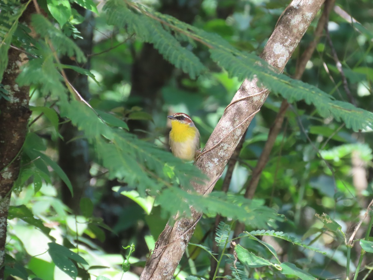 Rufous-capped Warbler - ML643904101