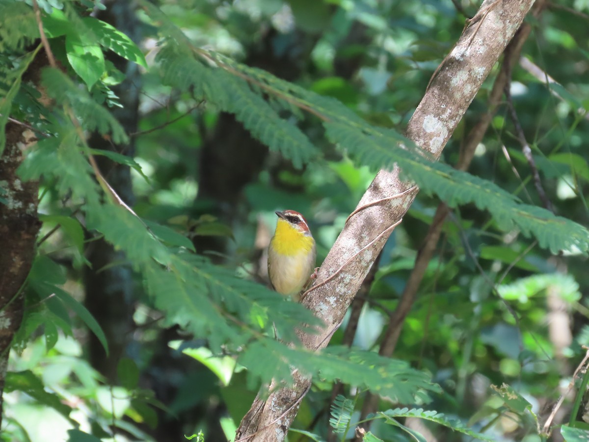 Rufous-capped Warbler - ML643904102