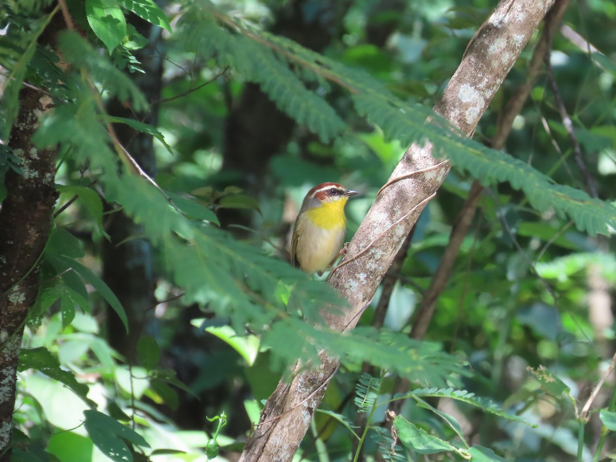 Rufous-capped Warbler - ML643904103
