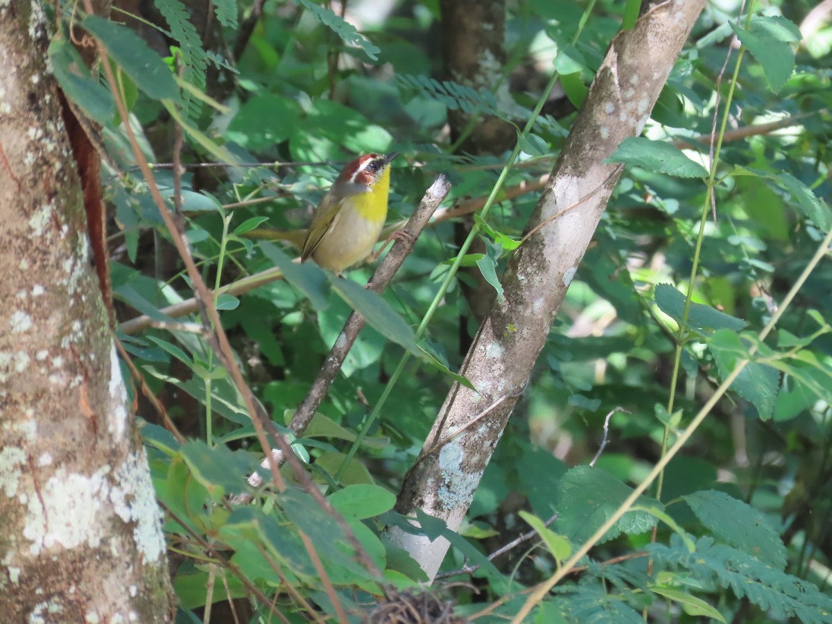 Rufous-capped Warbler - ML643904104