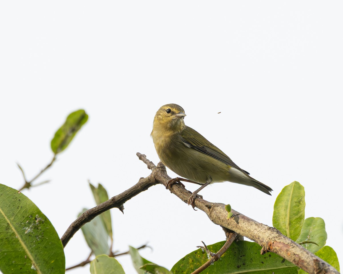 סבכון טנסי - ML643904119